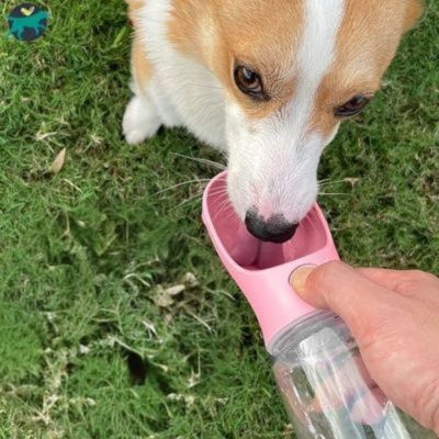 gourde-filtrante-pour-chien-rose