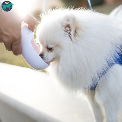 gourde-pour-chien-blanche