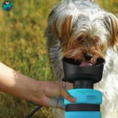 gourde-pour-chien-indestructible
