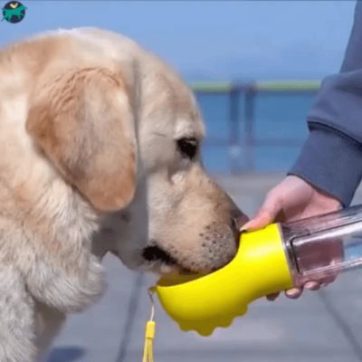 gourde-pour-chien-jaune