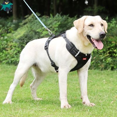 harnais-anti-traction-chien-noir