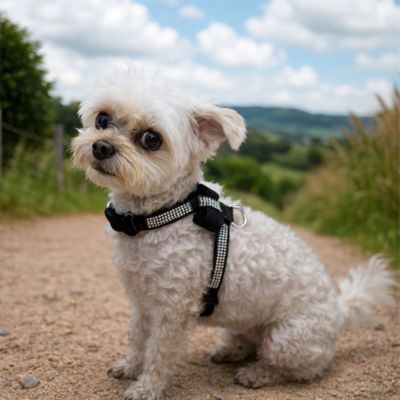harnais-chien-brillant-noir-petit-chien