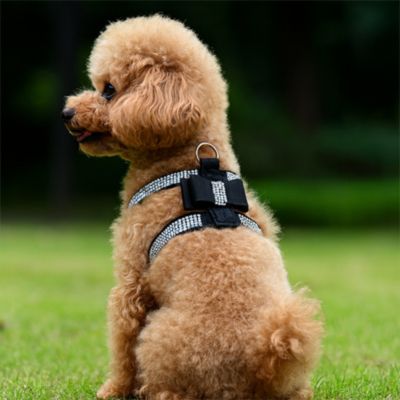 harnais-chien-brillant-noir