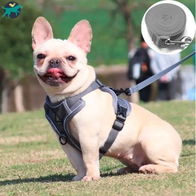 harnais-chien-gris