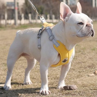 harnais-chien-jaune-x