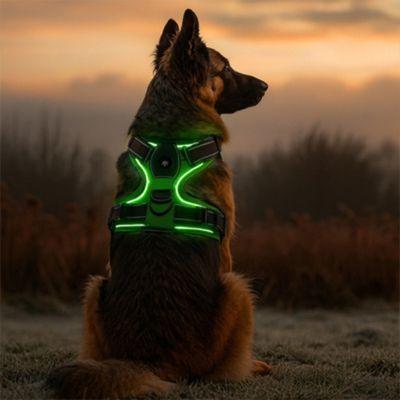 harnais-chien-lumineux-grand-chien