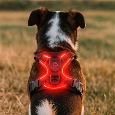 harnais-chien-lumineux-rouge