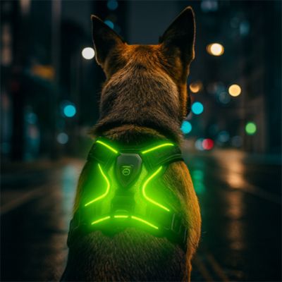 harnais-chien-lumineux-vert