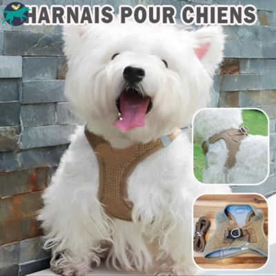 harnais-chien-marron_10b87fe6-338c-408e-892b-3e0edcc61984