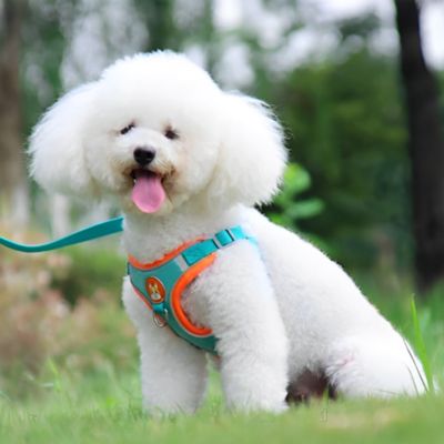 harnais-chien-petites-races-bleu