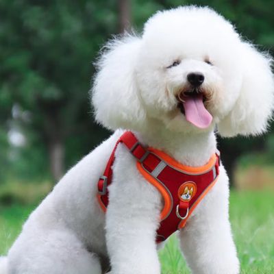 harnais-chien-petites-races-rouge