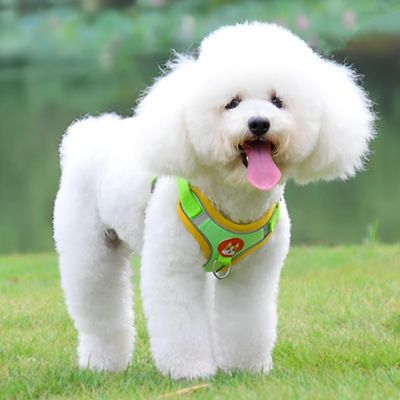 harnais-chien-petites-races-vert