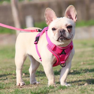 harnais-chien-respirant-rose