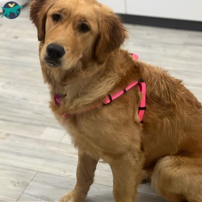 harnais-chien-rose