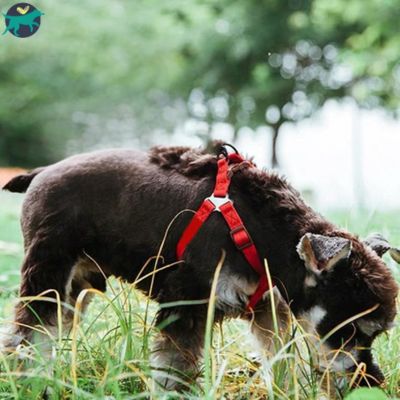 harnais-chien-rouge
