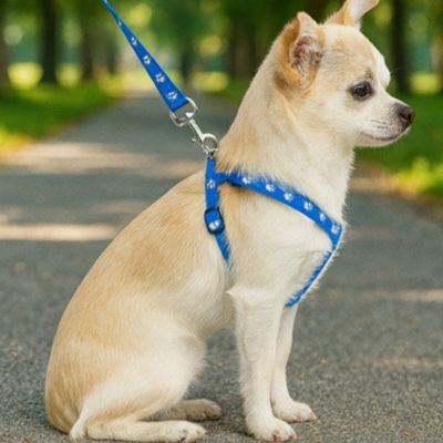 harnais-chien-sangle-bleu
