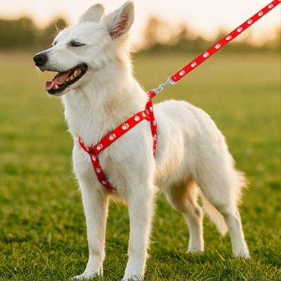 harnais-chien-sangle-chien-moyen