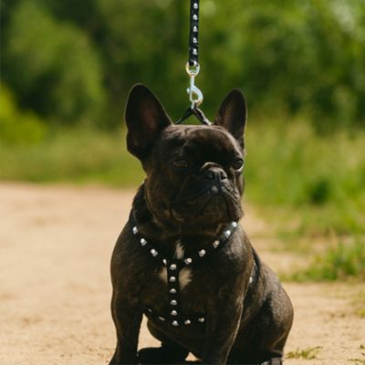 harnais-chien-sangle-noir