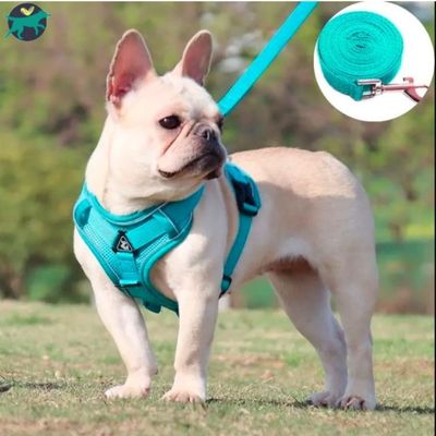 harnais-chien-turquoise