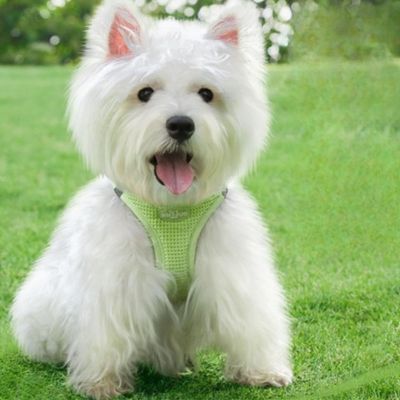 harnais-chien-vert