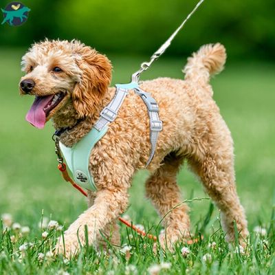 harnais-chien-vert