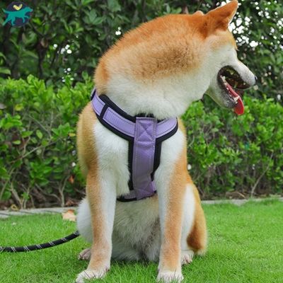 harnais-chien-violet