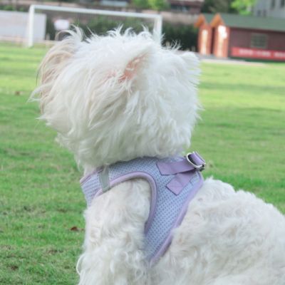 harnais-chien-violet