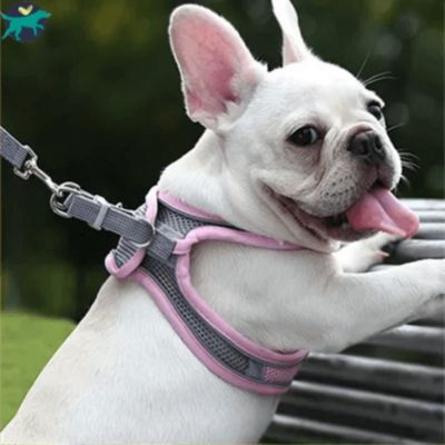 harnais-petit-chien-facile