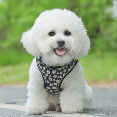harnais-petit-chien-fleuri-noir