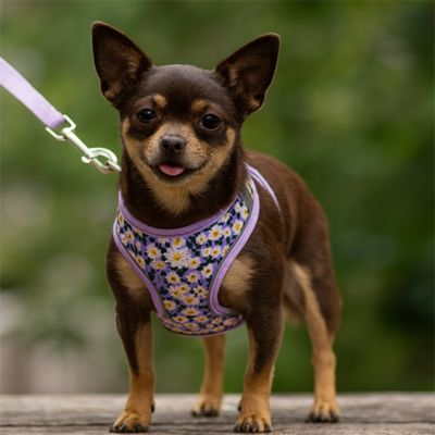 harnais-petit-chien-fleuri