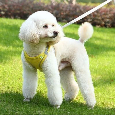 Harnais petit chien | WellDog™