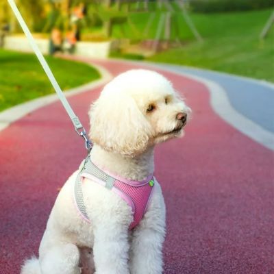 Harnais petit chien | WellDog™