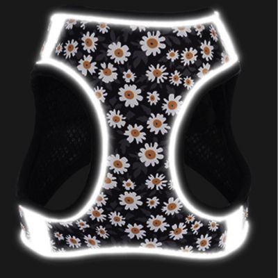 harnais-petit-chien-visible-nuit