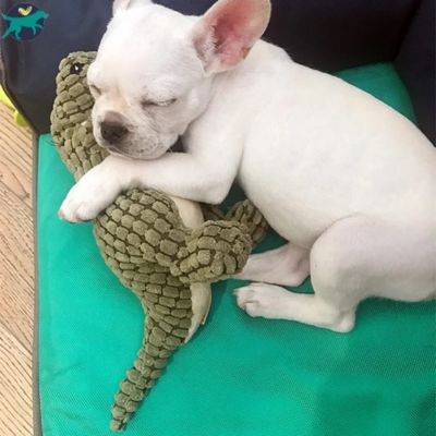 jouet-pour-chien-indestructible-vert_422e9d66-b7d6-43cb-8310-7115186ecac8