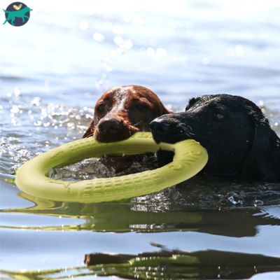 jouet-pour-chien-plage