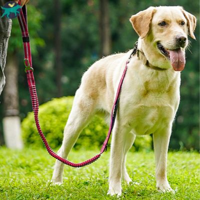 laisse pour chien absobsion choc