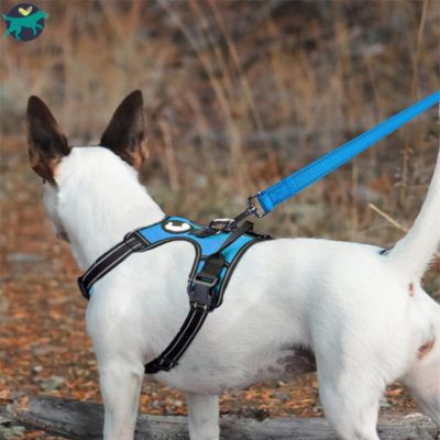 laisse pour chien bleu