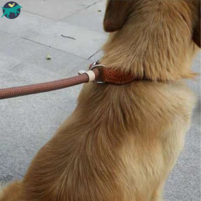 laisse-pour-chien-collier