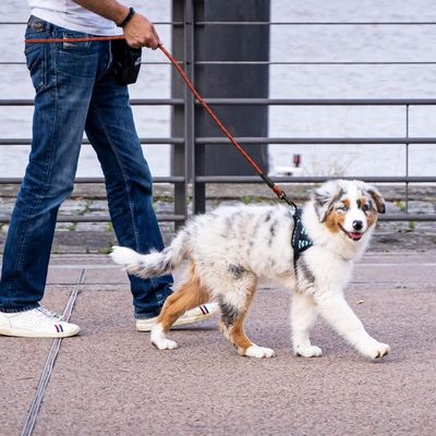 laisse-pour-chien-corde-rouge-chien-moyen