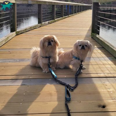 laisse pour chien double noir