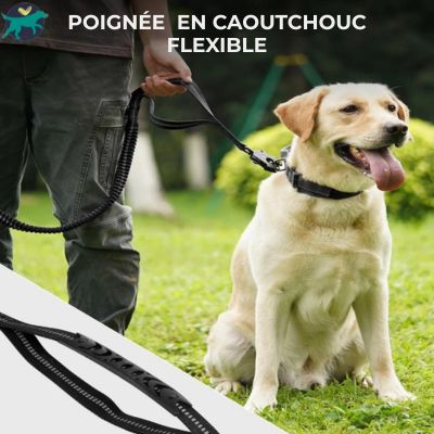 laisse pour chien double poignee