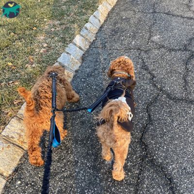 laisse pour chien noir double