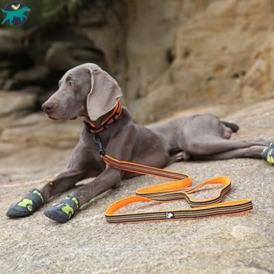 laisse pour chien orange