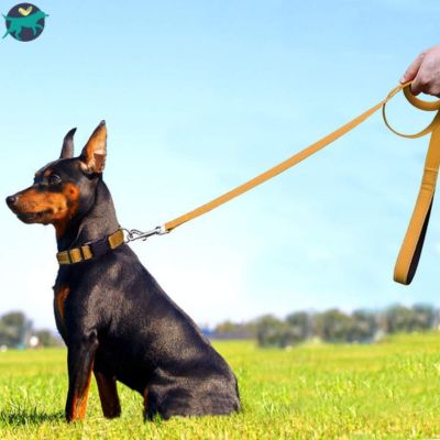 laisse pour chien orange
