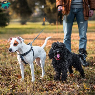 laisse-pour-chien-plage