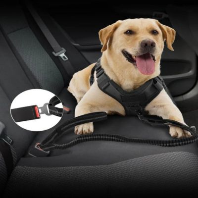laisse pour chien solide pour voiture