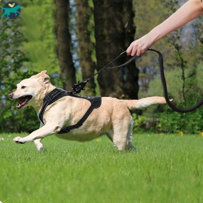 laisse pour chien solide