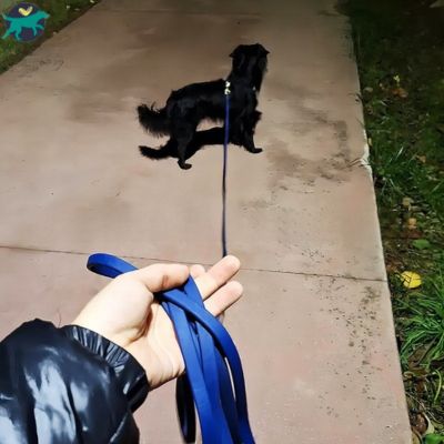 longe-chien-bleu