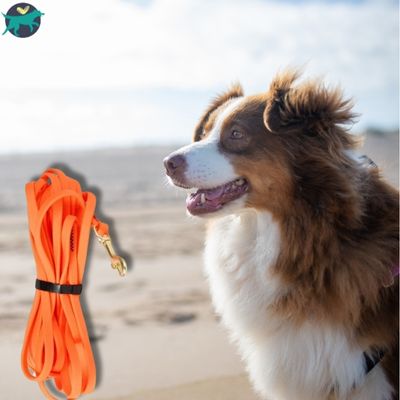 longe-chien-longue-orange