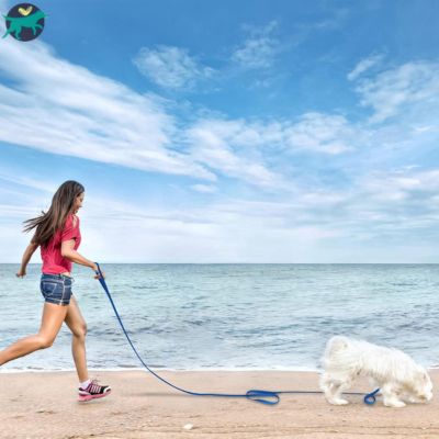 longe-chien-plage